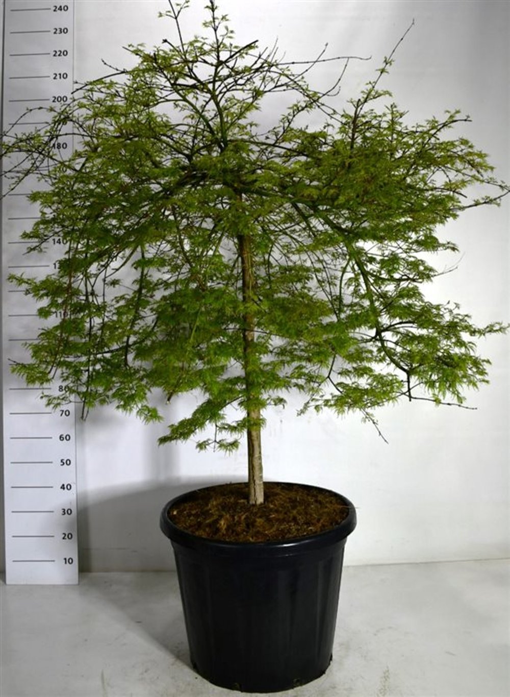 Japansk lönn – Acer palmatum &