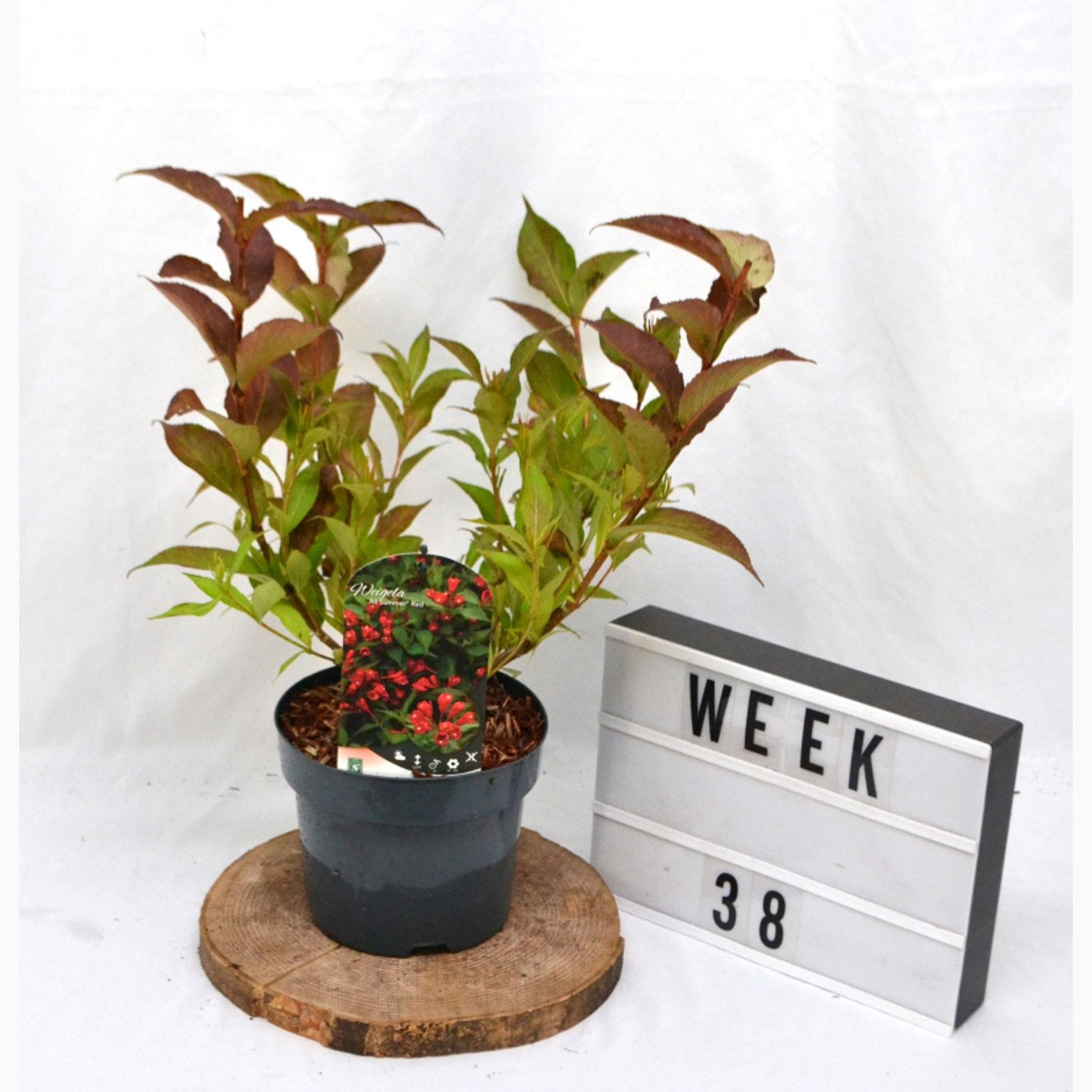 Praktweigela – Weigela 'Slingco1' - C3 20-40 CM