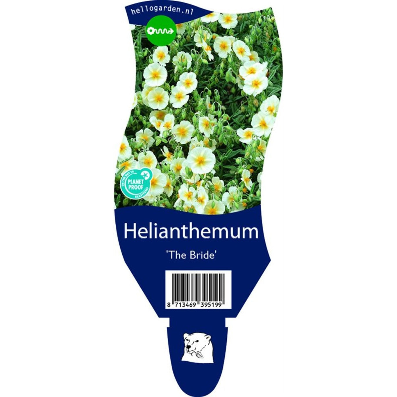 Solvända – Helianthemum 'The Bride' - P11