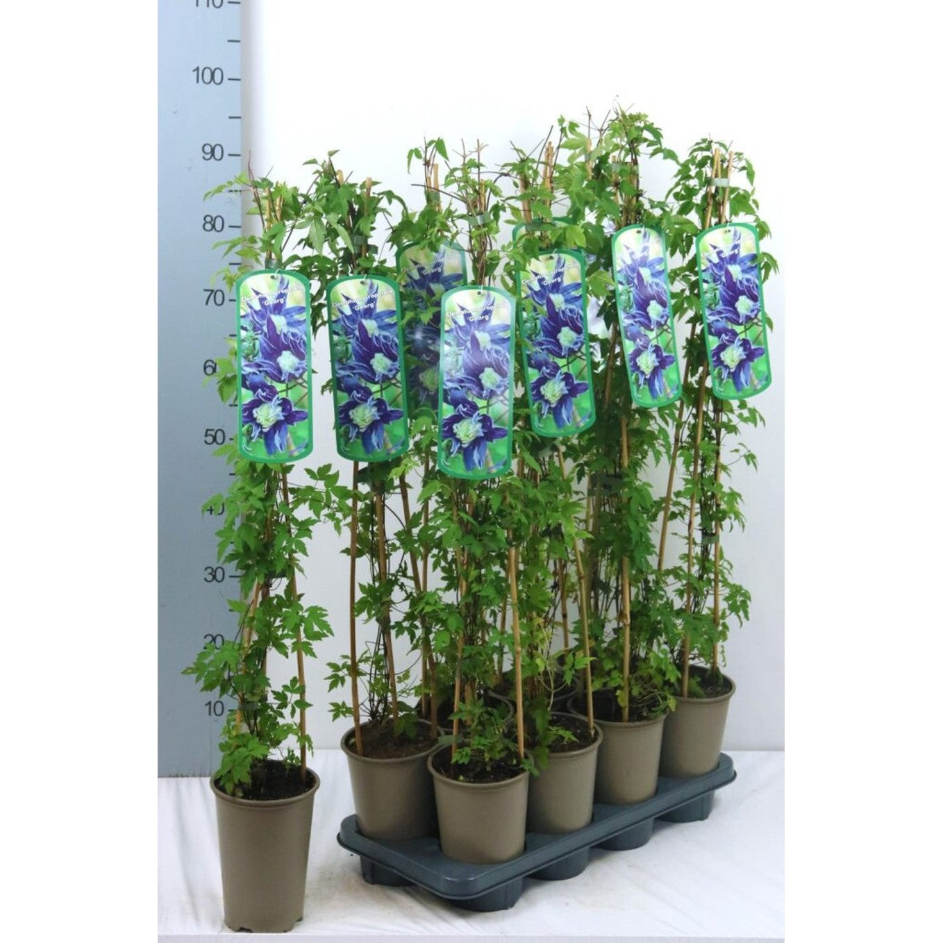 Klematis – Clematis 'Georg' - C2 60-80 CM Stick