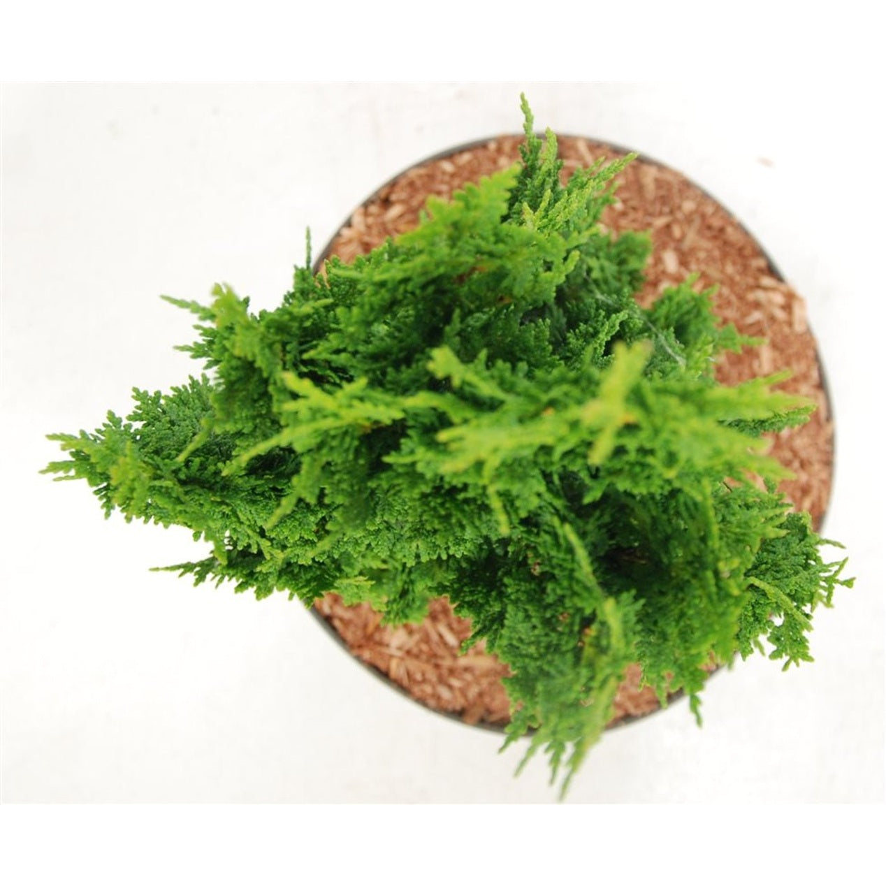 Thuja – Thuja occidentalis 'Zmatlik' - C7.5 40-50 cm.