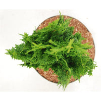 Thuja – Thuja occidentalis 'Zmatlik' - C7.5 40-50 cm.