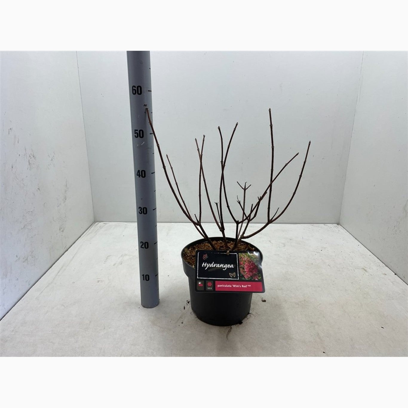 Syrenhortensia – Hydrangea paniculata 'Wim's Red' - C5