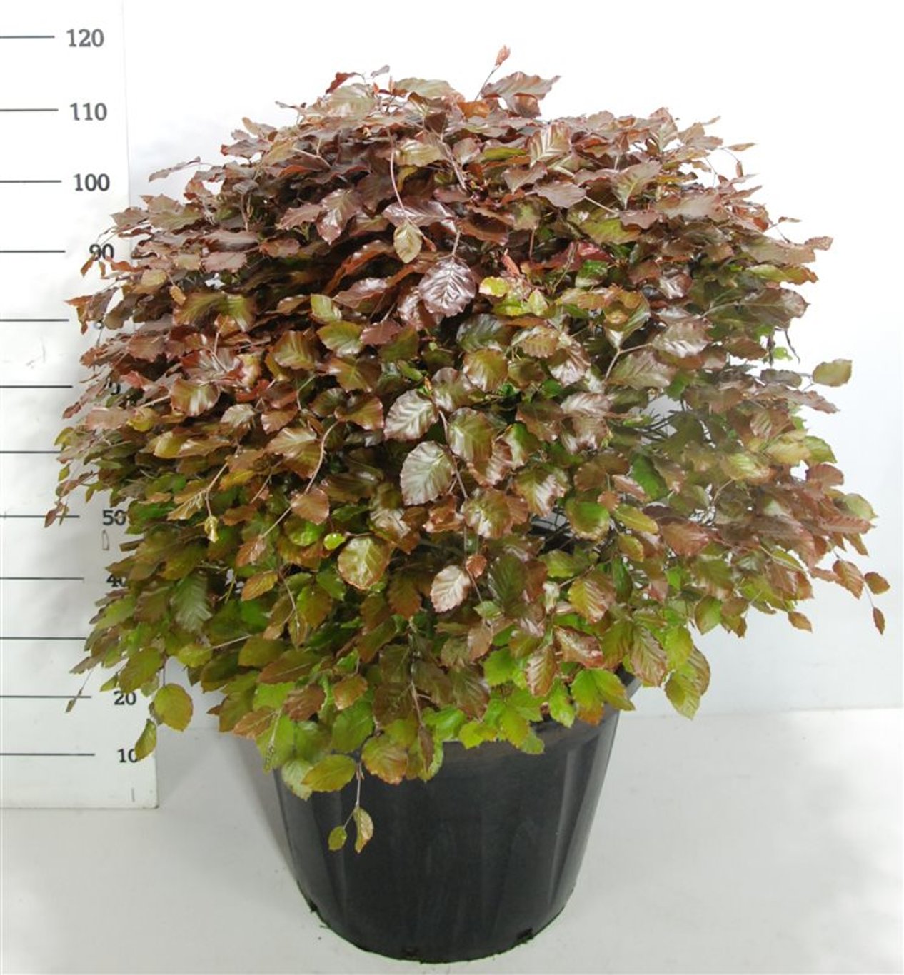 Blodbok – Fagus sylvatica 'Atropunicea' - C80 80-90 cm. Bol