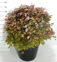 Blodbok – Fagus sylvatica 'Atropunicea' - C80 80-90 cm. Bol