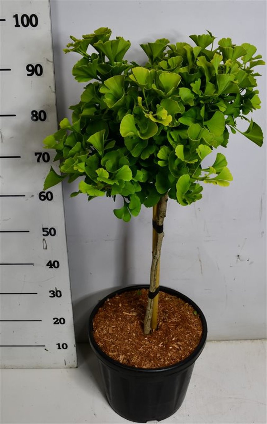 Tempelträd – Ginkgo biloba &