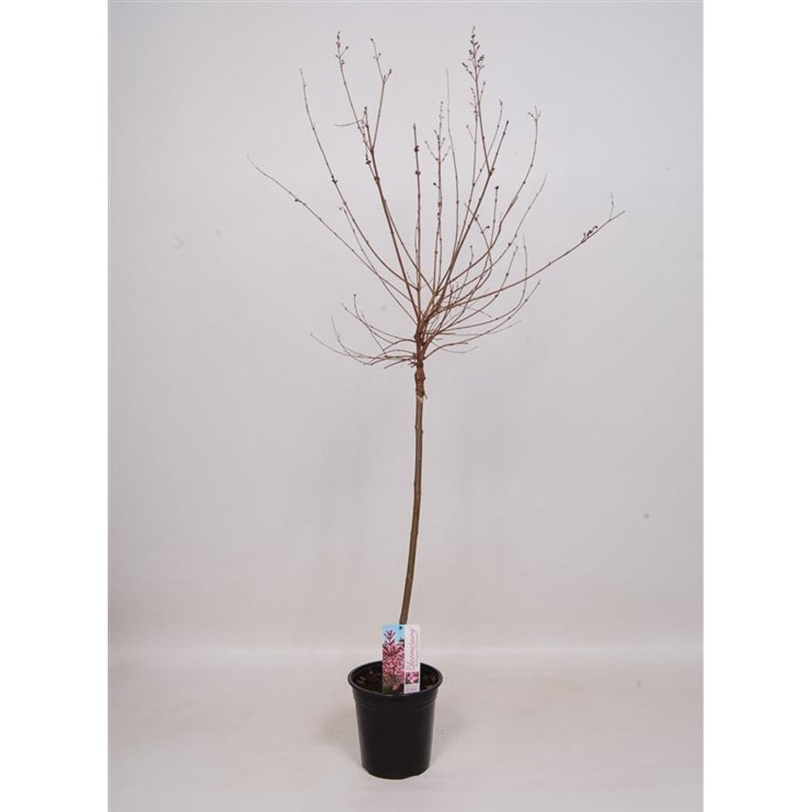 Syren – Syringa Bloomerang 'Pink Perfume' - 60 CM Stem C3