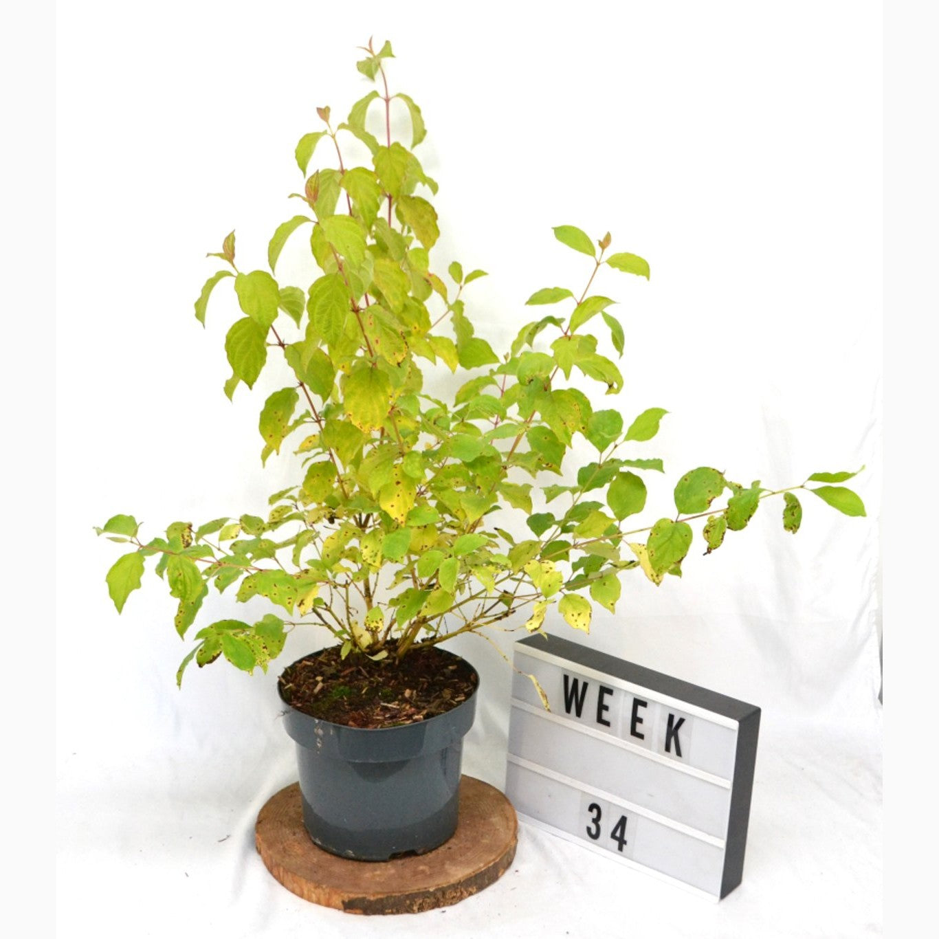 Kornell – Cornus sanguinea 'Winter Beauty' - C5 40-50 CM