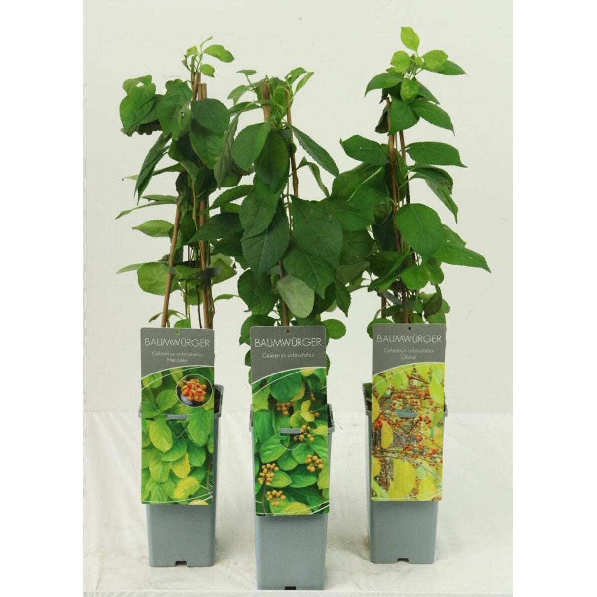 Klätterbenved – Celastrus orbiculatus 'Hercules' - C2 50-60 CM 3 Stick