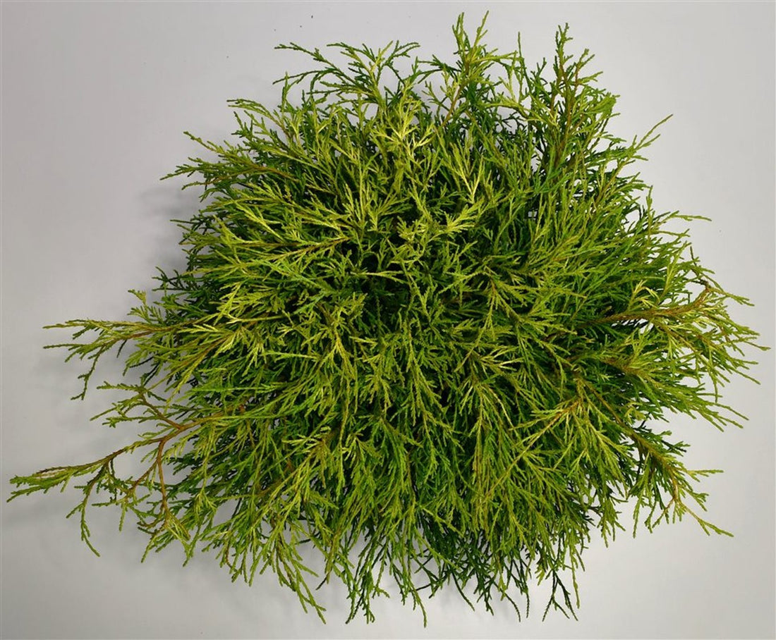 Ädelcypress – Chamaecyparis pisifera &