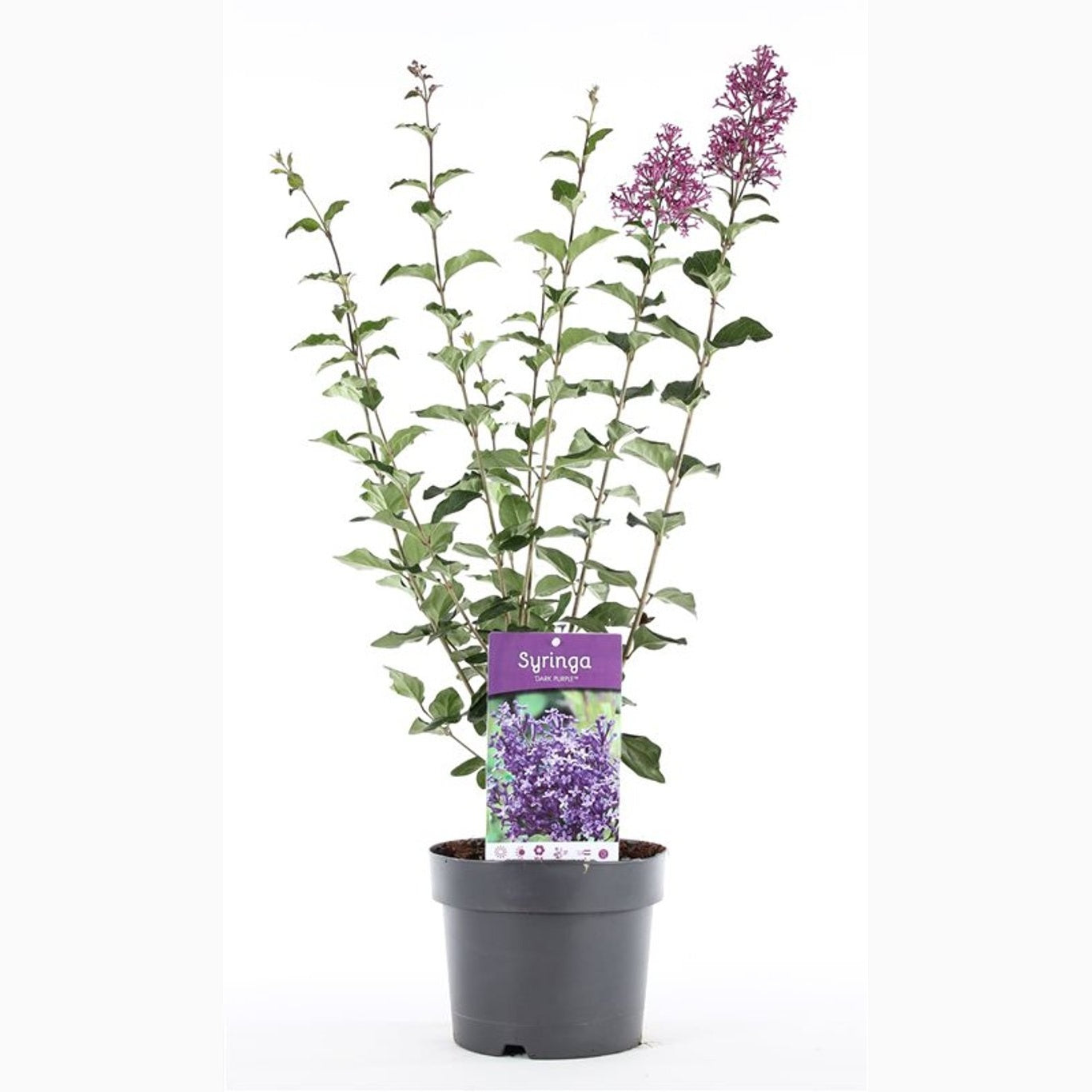 Syren – Syringa 'Dark Purple' - C3