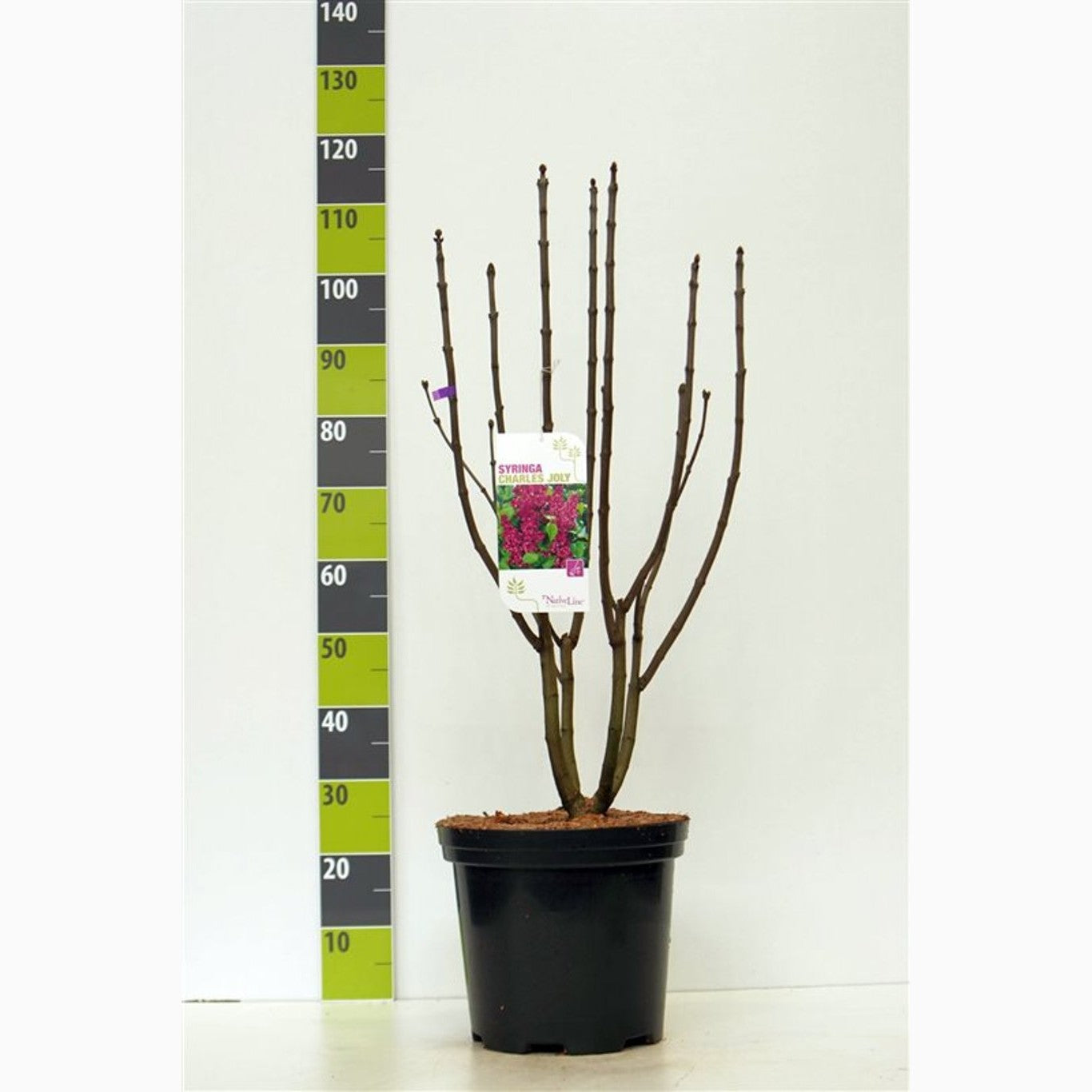 Syren (V); – Syringa vulgaris 'Charles Joly' - C12 80-100 CM