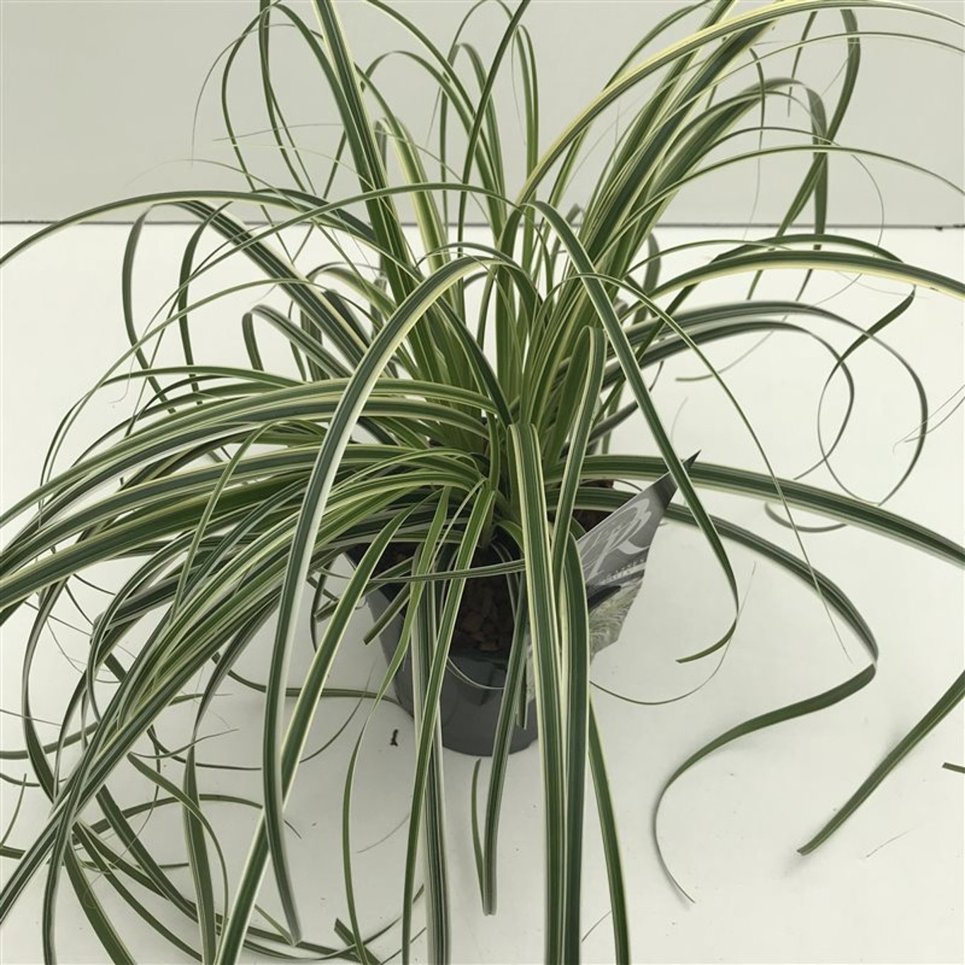 Starr – Carex 'Feather Falls' - C2