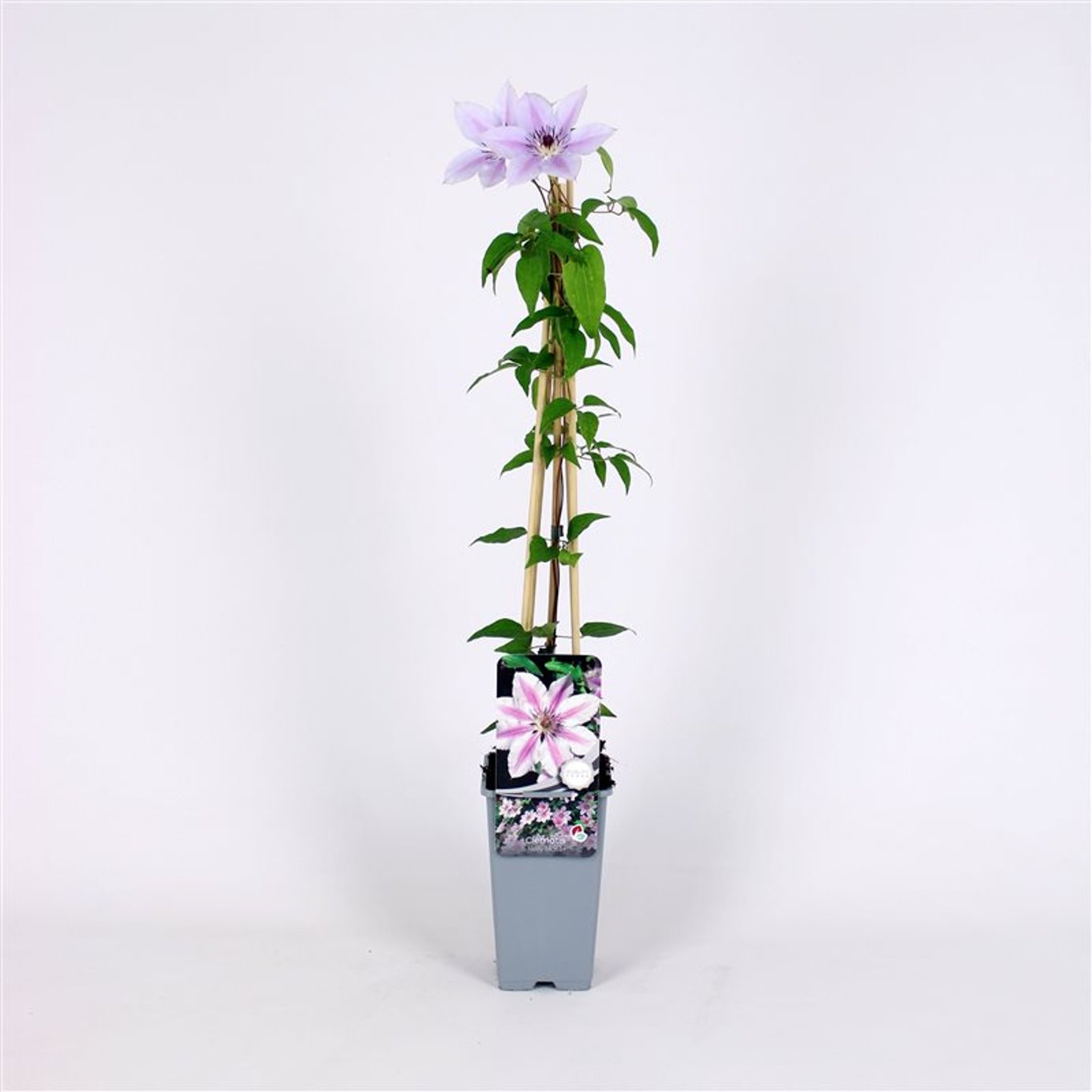 Klematis – Clematis 'Nelly Moser' - C2 70/+ CM