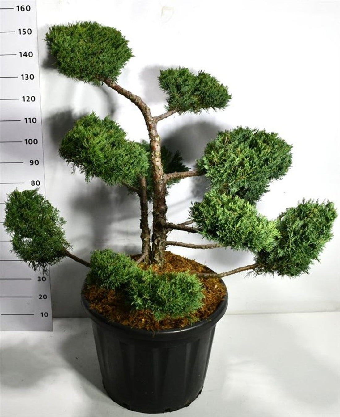 Pfitzer-en – Juniperus pfitzeriana &