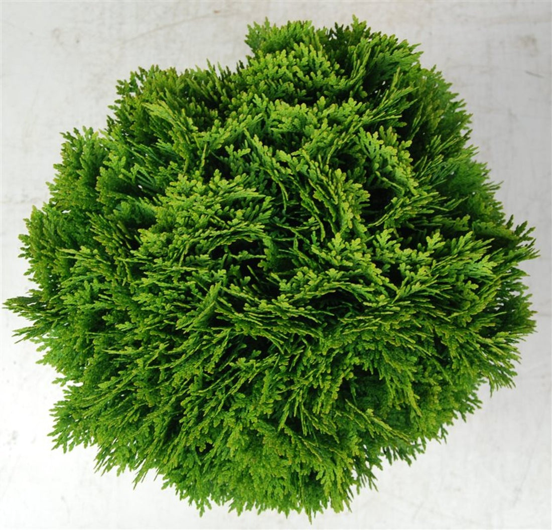 Thuja – Thuja occidentalis &