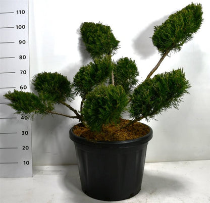 Pfitzer-en – Juniperus pfitzeriana &