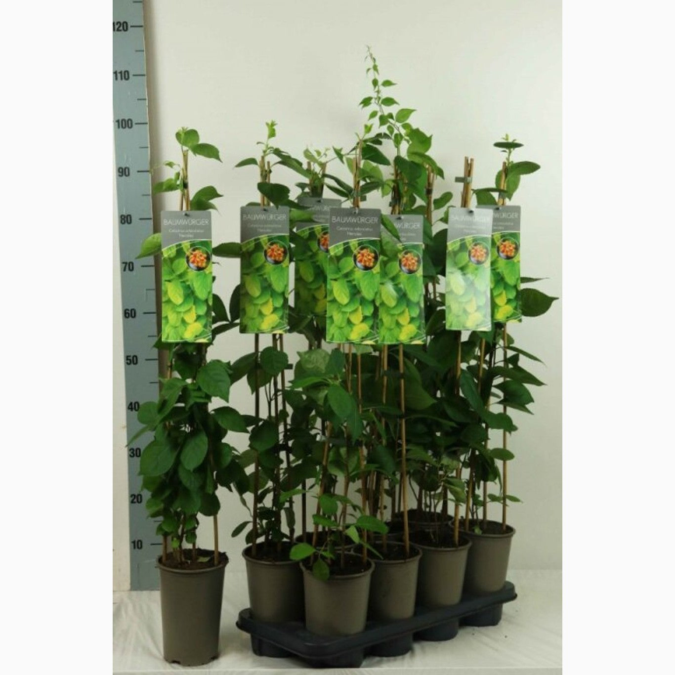 Klätterbenved – Celastrus orbiculatus 'Hercules' - C2 60-80 CM Stick