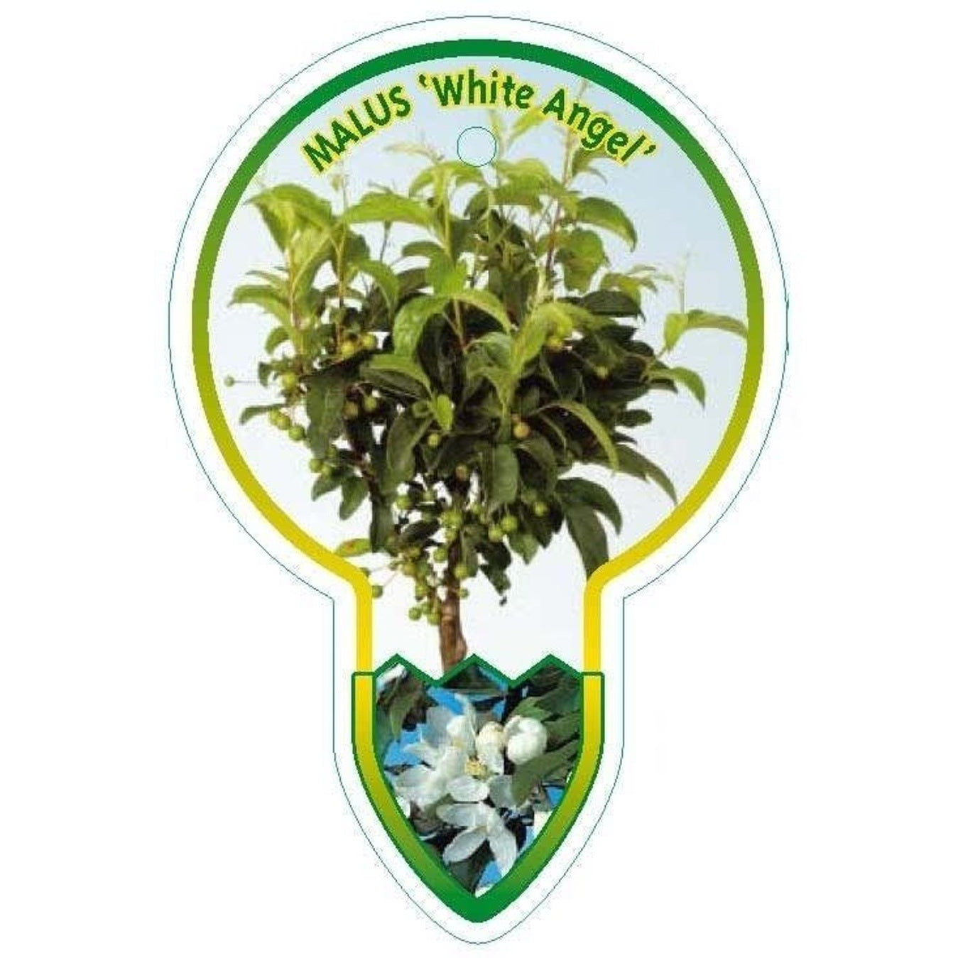 Äpple – Malus 'White Angel' - 60 CM Stem C4