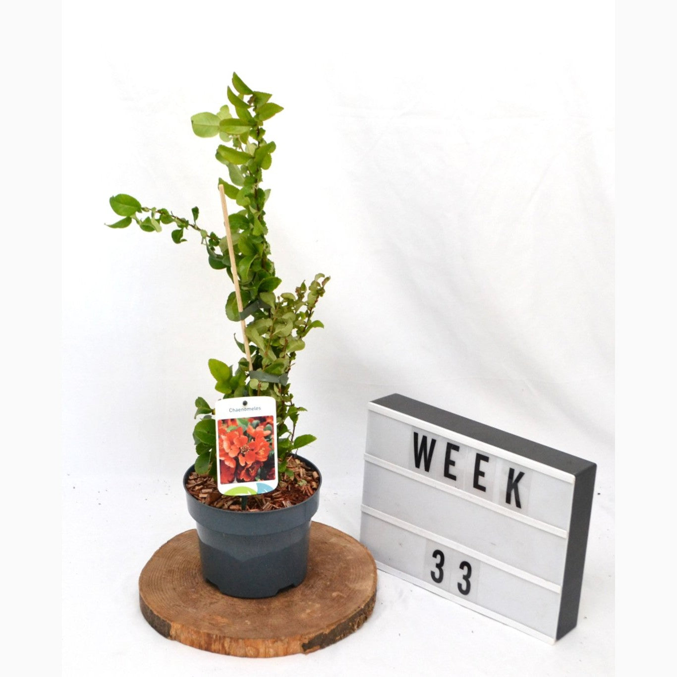 Hybridkvitten – Chaenomeles superba 'Orange Trail' - C2 50-60 CM