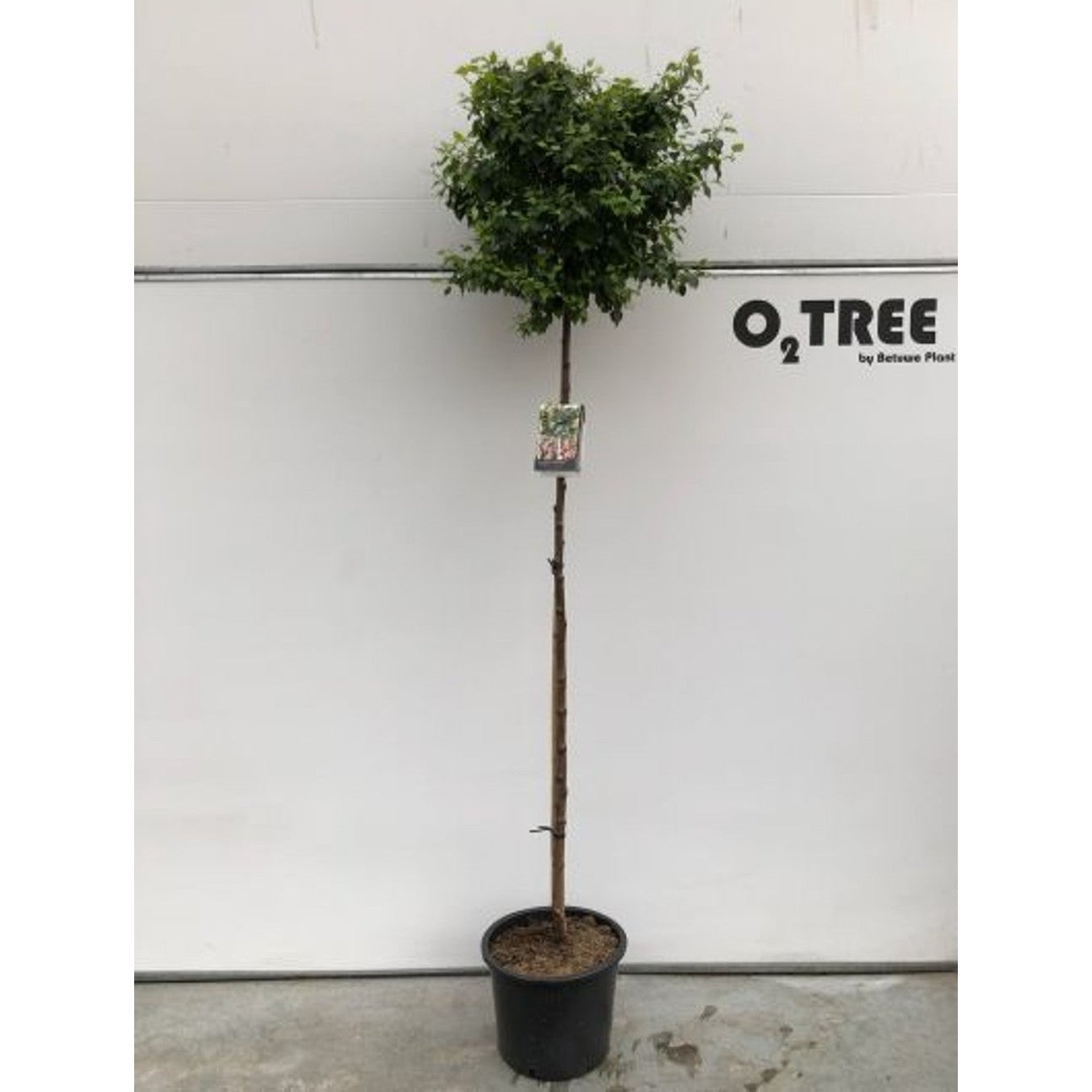 Glasbjörk – Betula p. 'Magical Globe' - C20 6/8  180 CM Stem