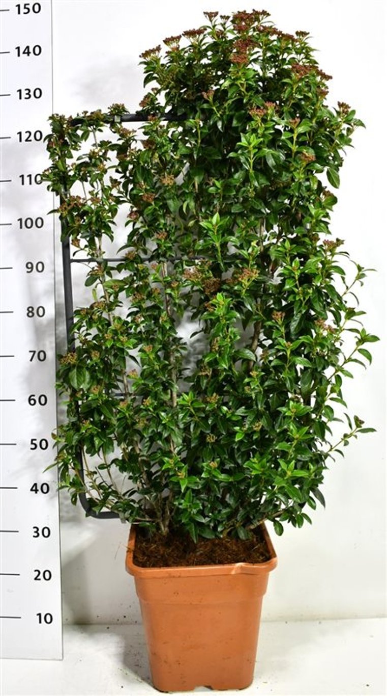 Städsegrönt olvon – Viburnum tinus &