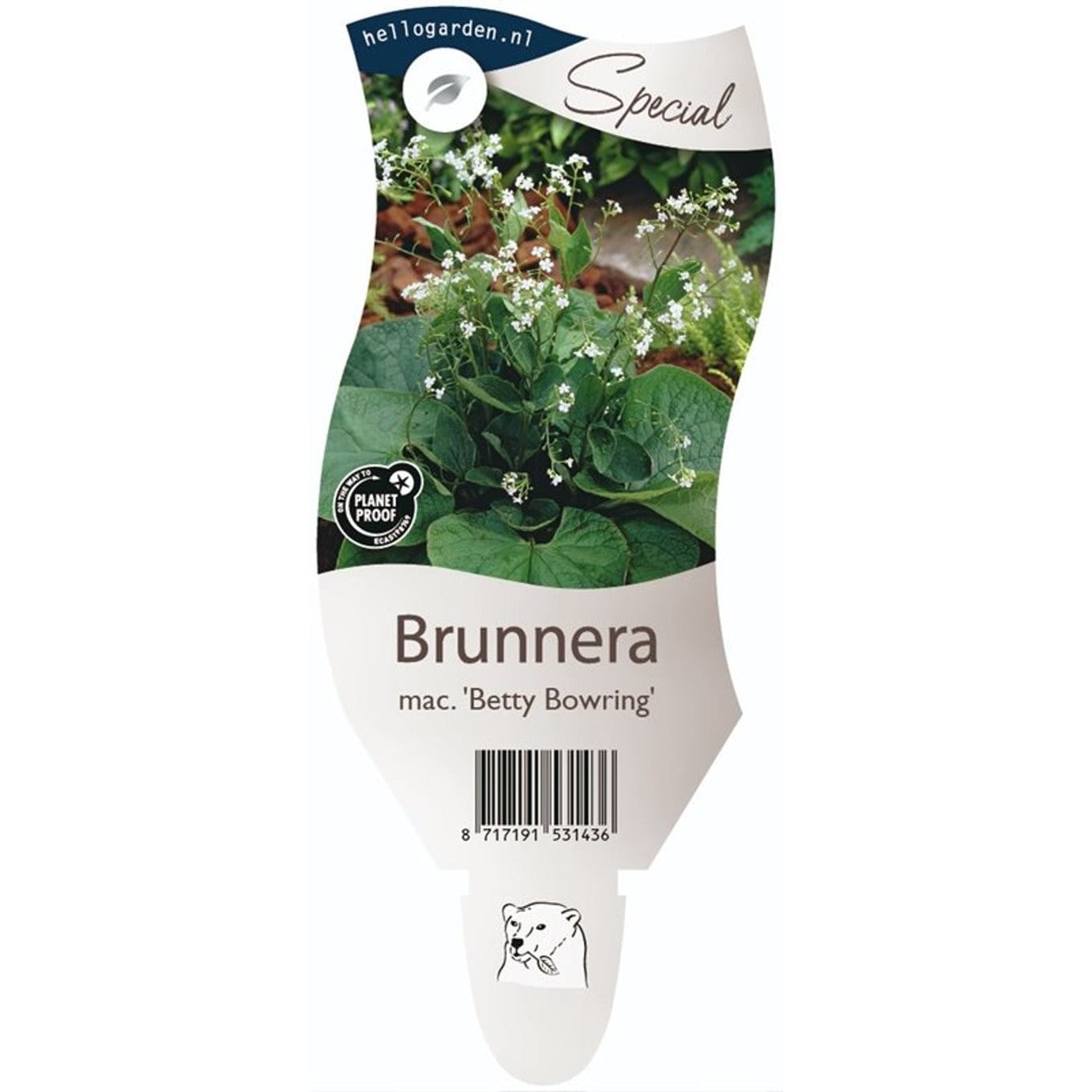 Kaukasisk förgätmigej – Brunnera macr. 'Betty Bowring' - P11