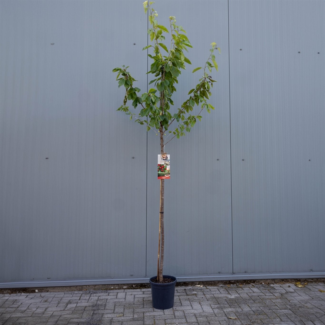 Körsbär – Prunus avium 'Stella' - C12 250-275 CM Hoogstam