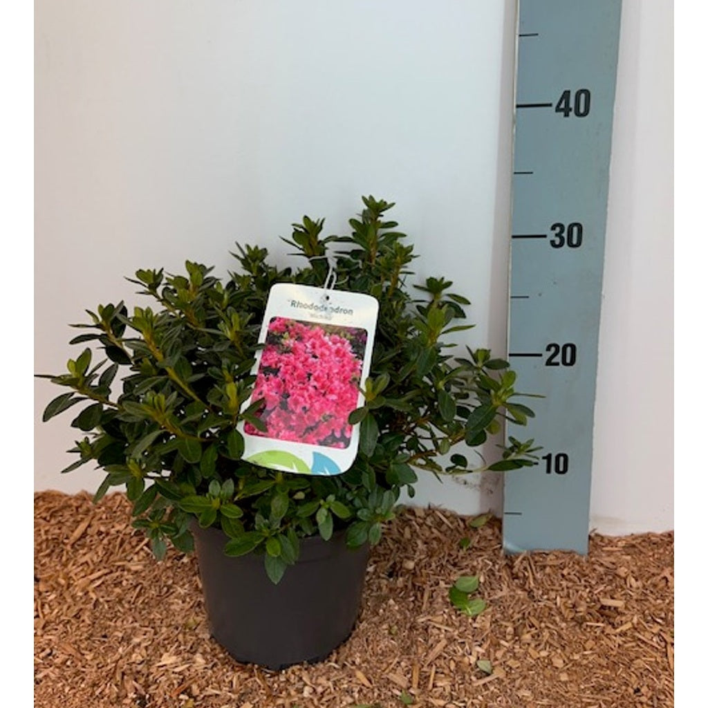 Rhododendron – Rhododendron (AJ); 'Michiko' - C2 15-20 CM