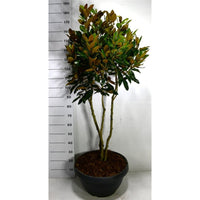 Städsegrön magnolia – Magnolia grandiflora 'Little Gem' - C40 125-150 cm. Meerstammig