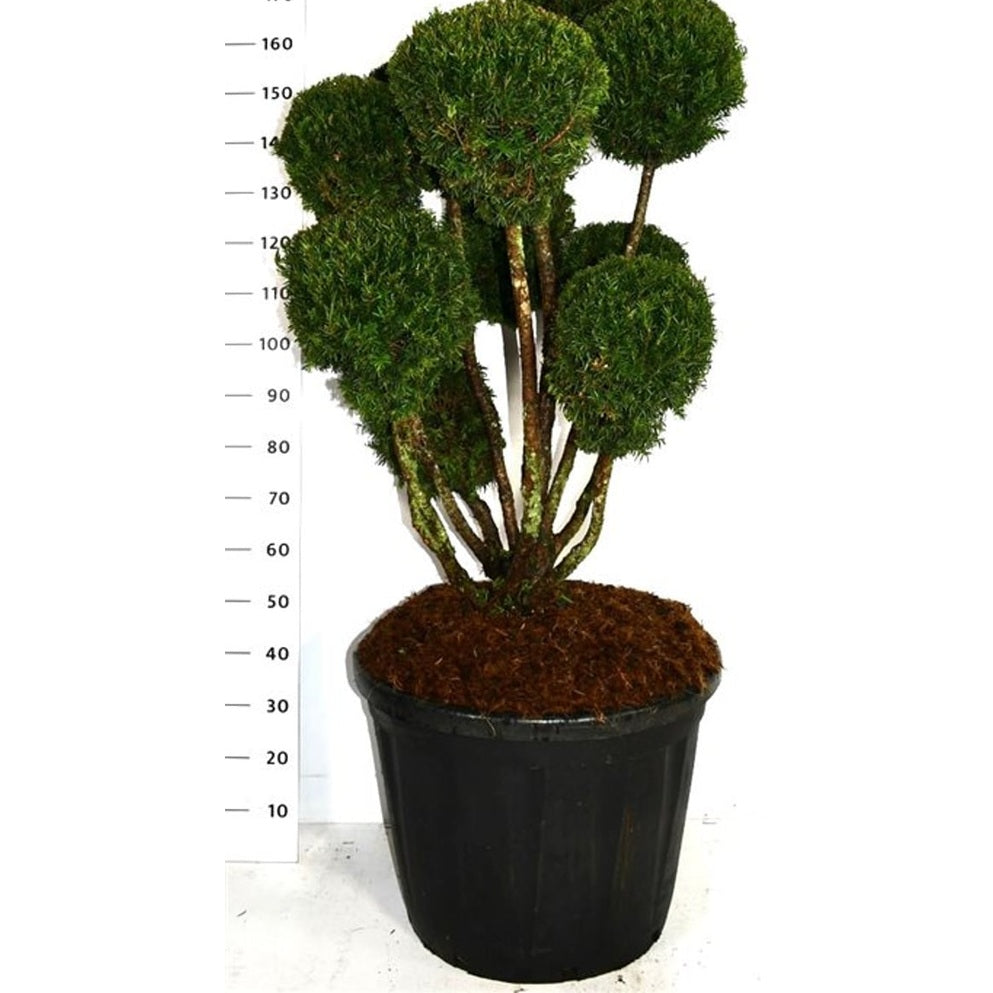 Hybrididegran – Taxus media 'Hillii' - C110 120-140 cm. Bonsai