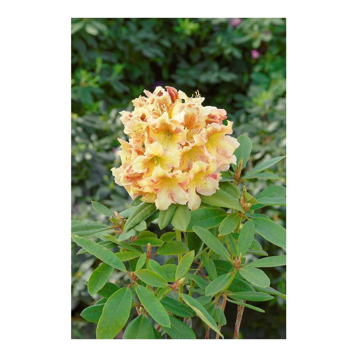 Rhododendron – Rhododendron 'Bernstein' - C5 30-40 CM