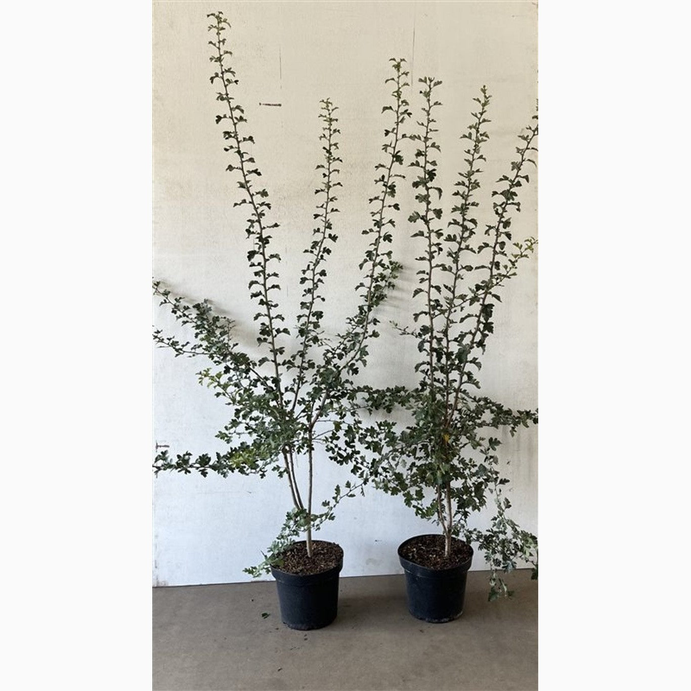 Hagtorn – Crataegus monogyna - C7,5 125-150 CM