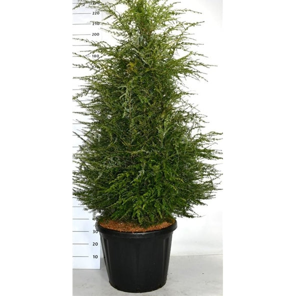 Hemlock – Tsuga canadensis - C80 150-175 cm.