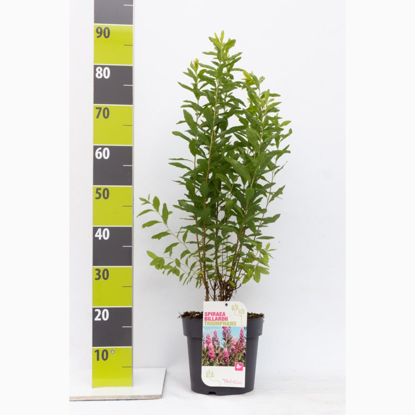 Rosenspirea – Spiraea billardii 'Triumphans' - C4,6 50-60 CM