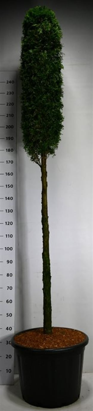 Thuja – Thuja occidentalis 'Smaragd' - C65 120 cm. Stam lollipop