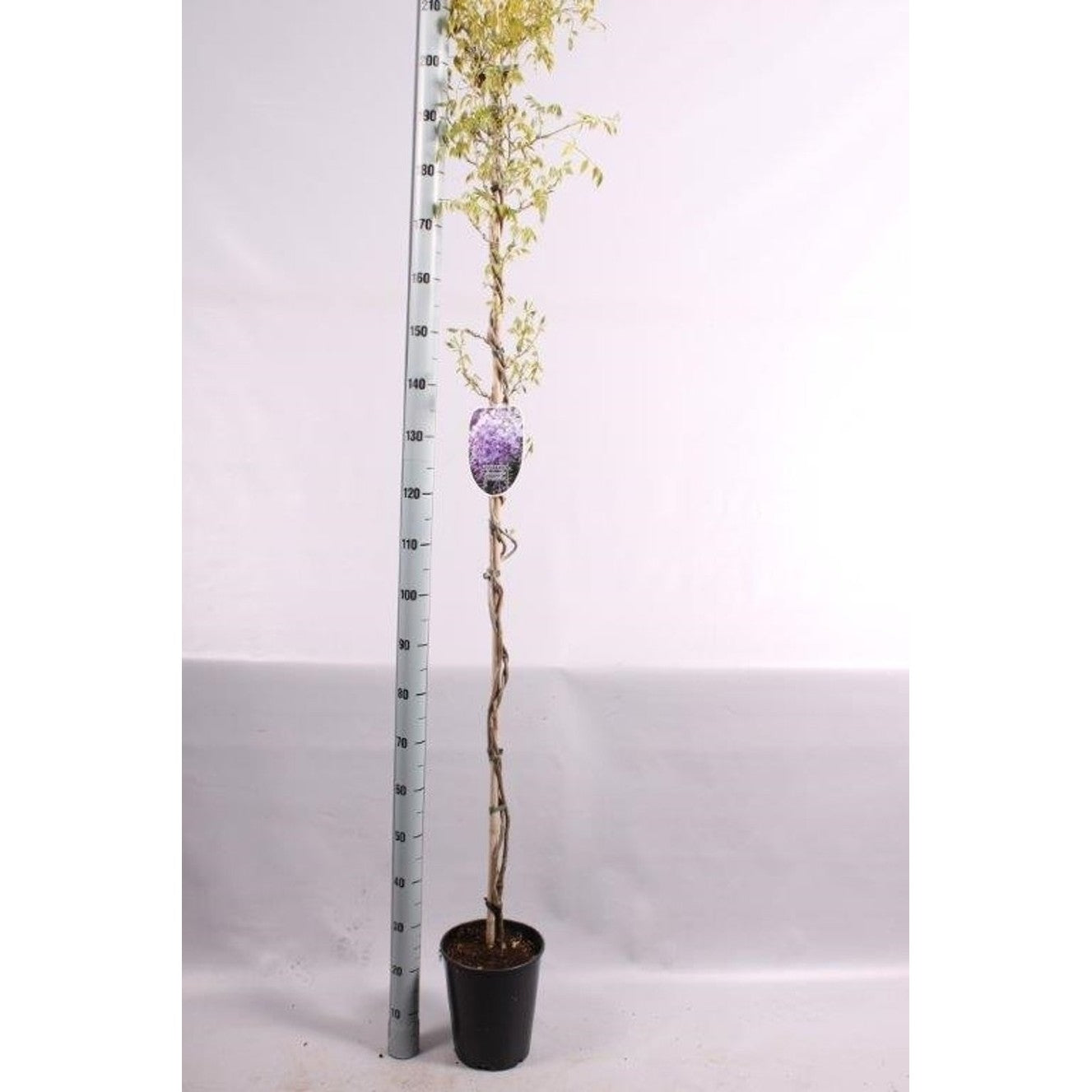 Kinesiskt blåregn – Wisteria sinensis 'Prolific' - C5