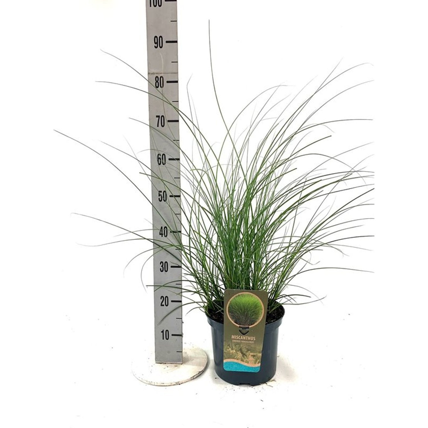 Glansmiskantus – Miscanthus sinensis 'Gracillimus' - C5