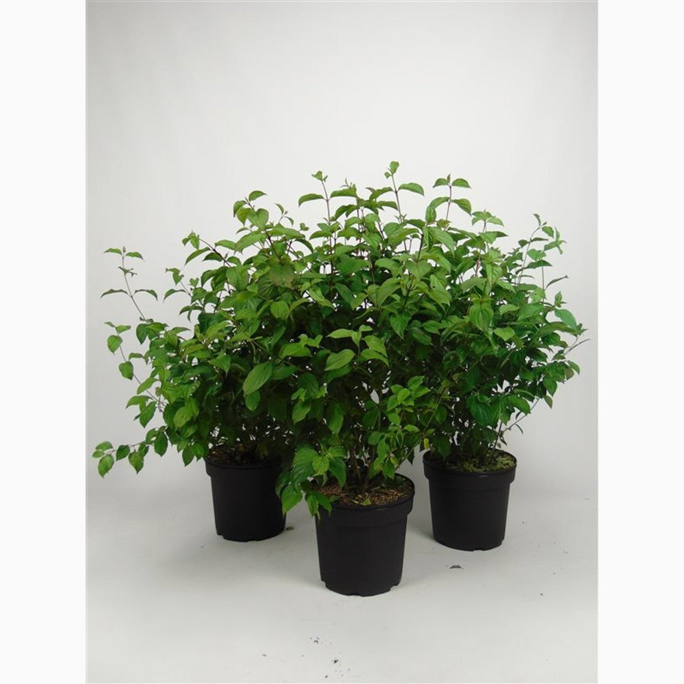 Kornell – Cornus sanguinea - C7.5 80-100 CM