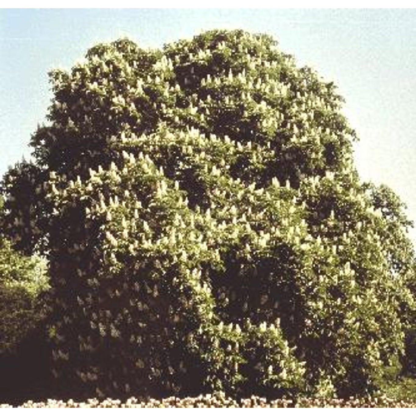 Hästkastanj – Aesculus hippocastanum - 10/12 in Cont HO/ST