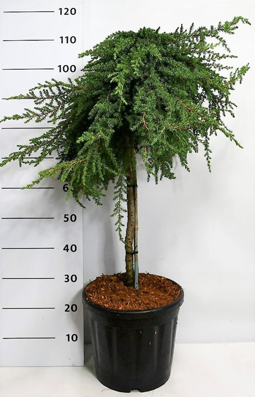 En – Juniperus communis 'Greenmantle' - C18 60 cm. Stam