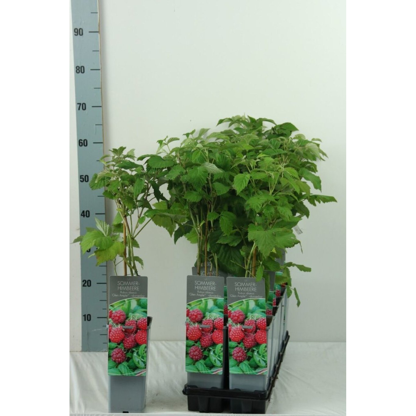 Hallon – Rubus idaeus 'Glen Ample' - C2 30-40 CM