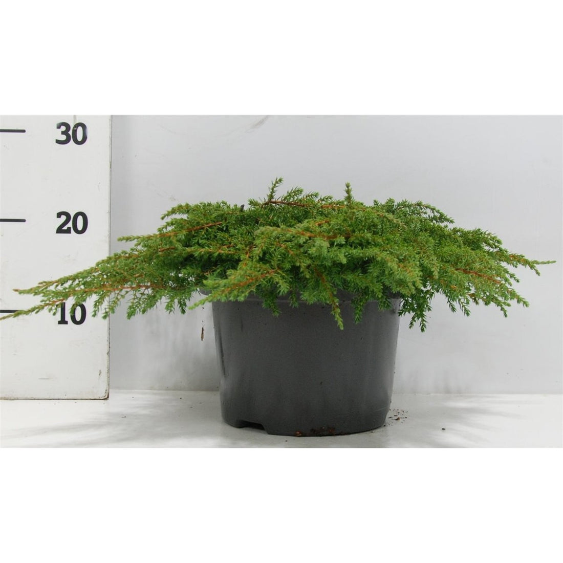 En – Juniperus communis &