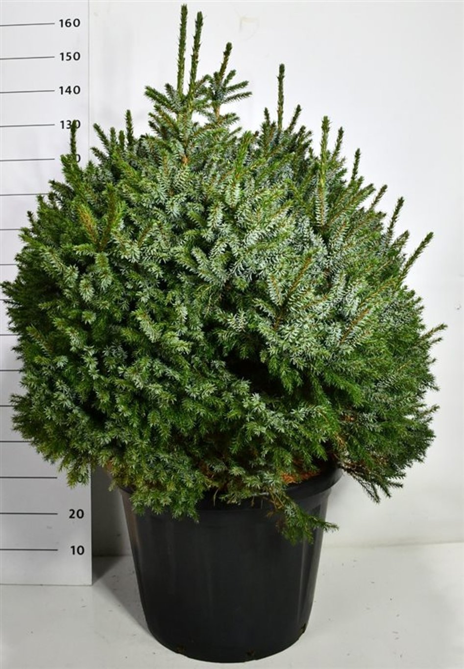 Serbgran – Picea omorika 'Nana' - C80 100-110 cm.