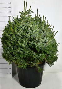Serbgran – Picea omorika 'Nana' - C80 100-110 cm.