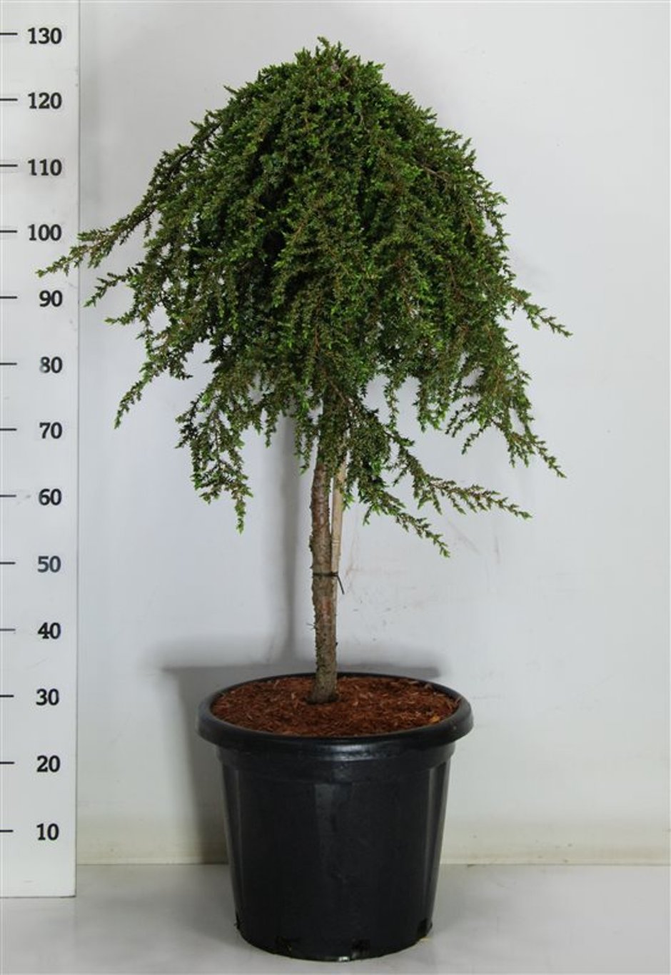 En – Juniperus communis 'Greenmantle' - C25 70 cm. Stam