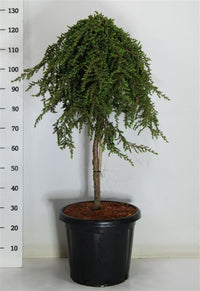 En – Juniperus communis 'Greenmantle' - C25 70 cm. Stam