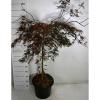 Japansk lönn – Acer palmatum 'Tamukeyama' - C65 90 cm. Stam