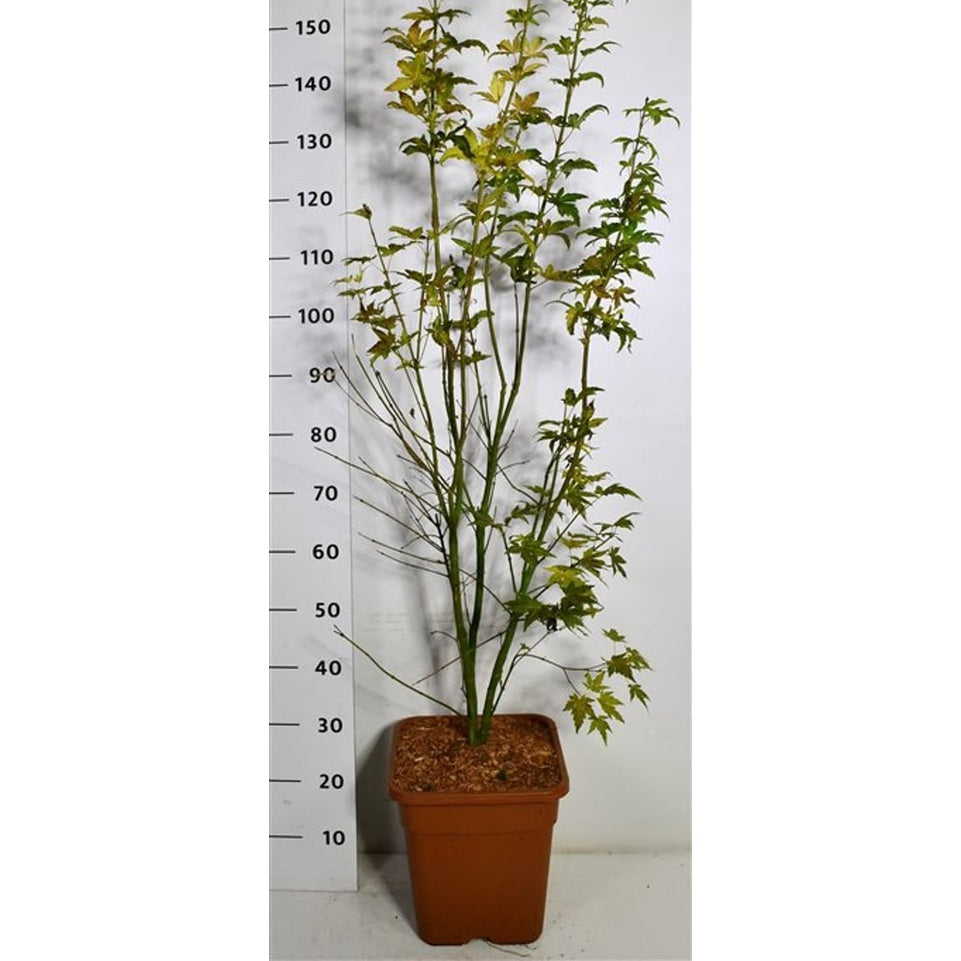 Japansk lönn – Acer palmatum 'Orange Dream' - C15 125/+ cm.