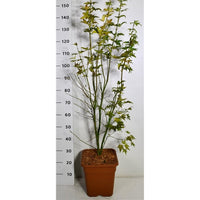 Japansk lönn – Acer palmatum 'Orange Dream' - C15 125/+ cm.